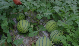 山西运城吃瓜爆料事件,揭秘背后真相与网络舆论风暴